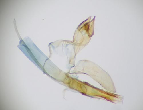Tinea pellionella